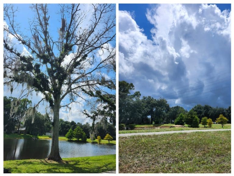 Before and after tree trimming beside a residential pond