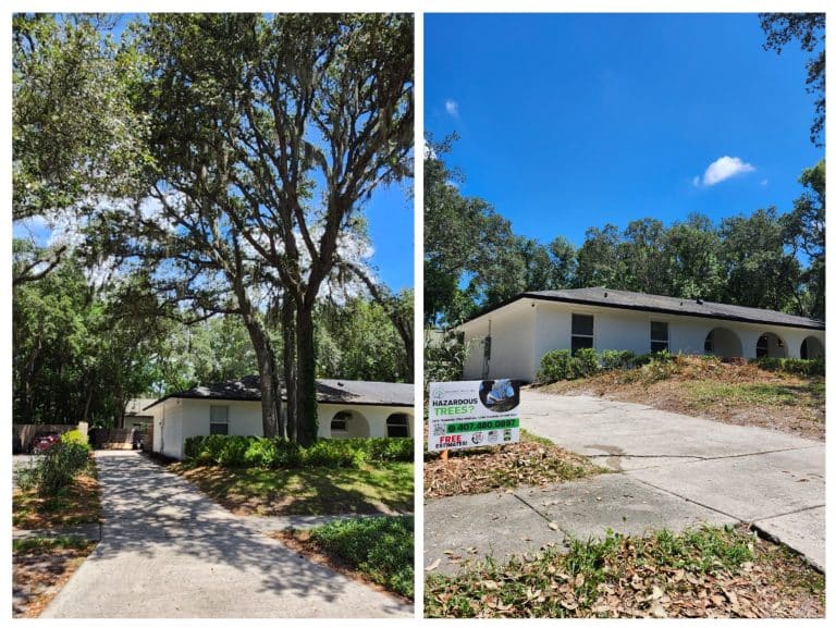 Before and after tree work at a Central Florida home