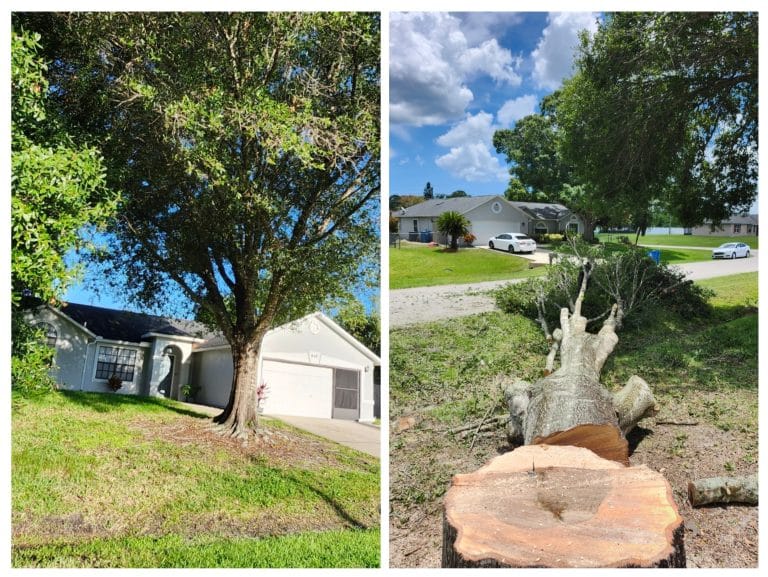 Before and after large tree removal at an Orlando home