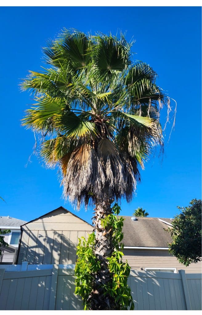 Tree care and maintenance in Orlando, FL