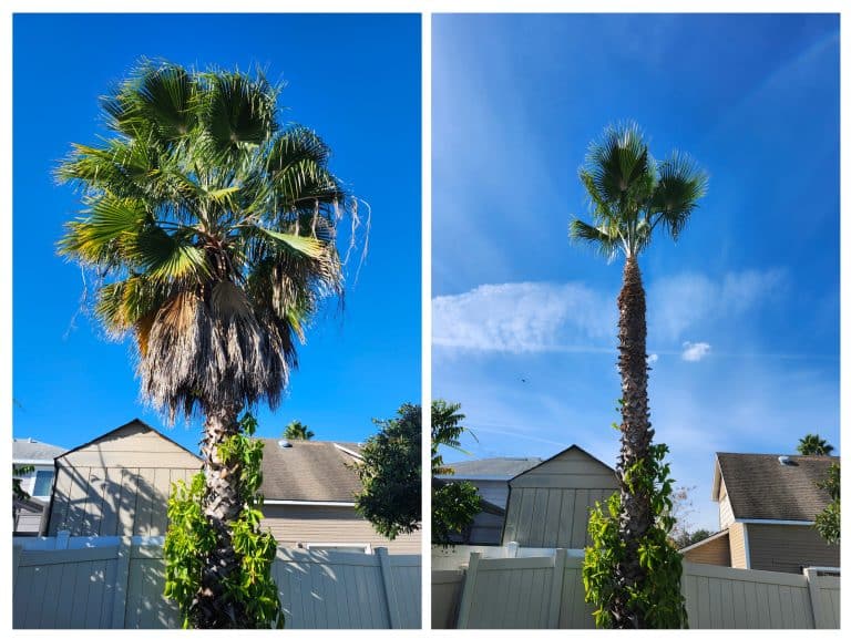 Before and after palm tree trimming in Orlando