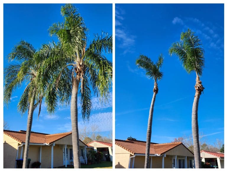 Before and after palm trimming at a residential property