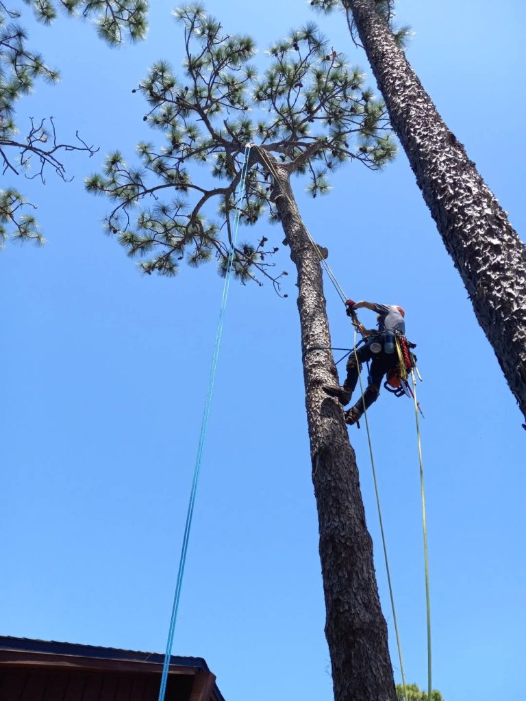 Regional Tree Care climber working in a tall pine