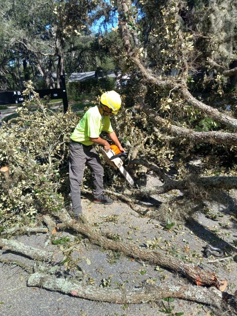 Regional Tree Care crew member clearing a fallen oak at an Orlando home