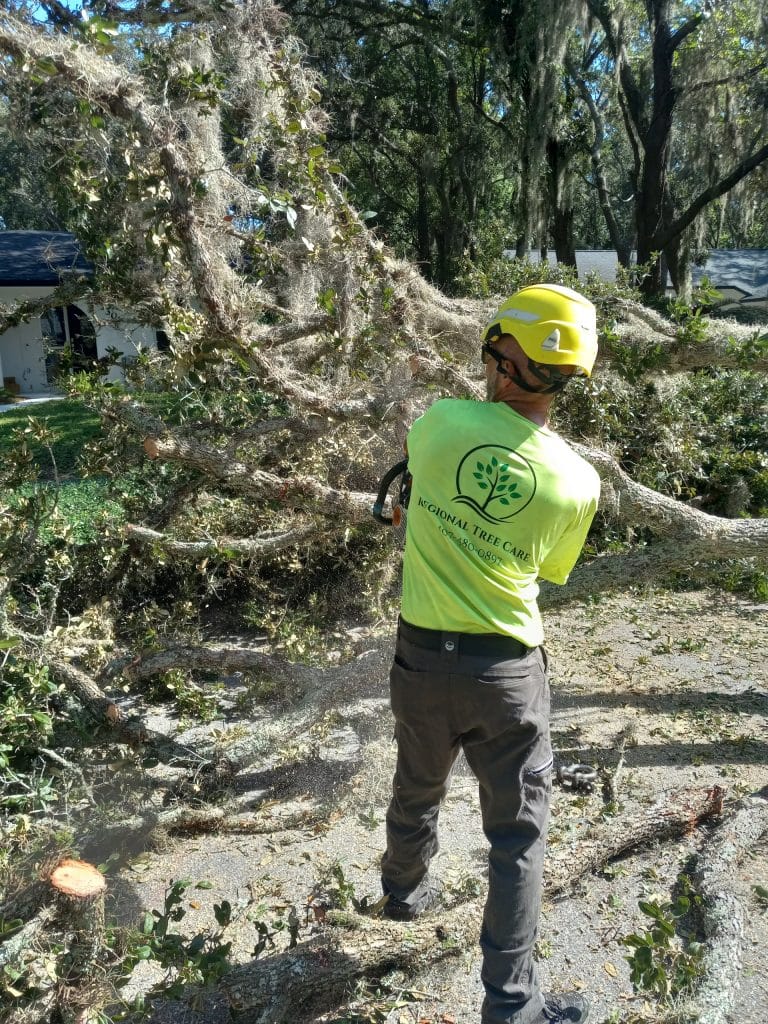 Regional Tree Care crew member cutting storm-damaged limbs