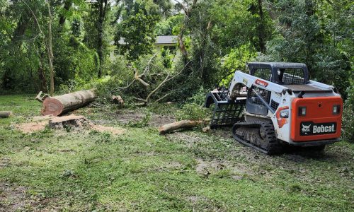 Storm preparation tree work in Orlando
