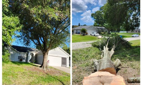 Before and after large tree removal at an Orlando home