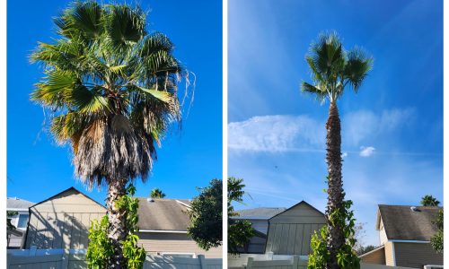 Before and after palm tree trimming in Orlando