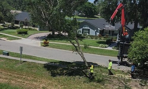 Crane-assisted tree removal in Central Florida