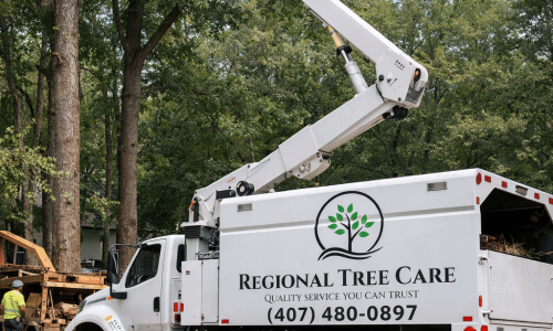 Professional tree services in Orlando, FL